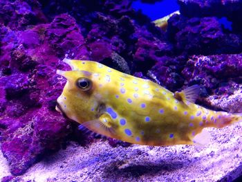 Fish swimming in sea