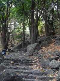 Trees in forest