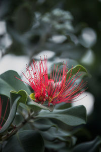 Close-up of red flowering plant