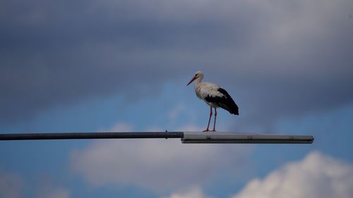 Bird perching on pole against sky