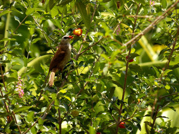 Bird perching on a tree