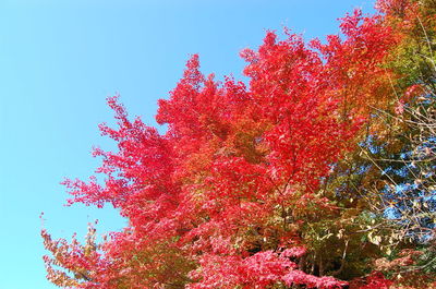 Low angle view of trees against clear sky