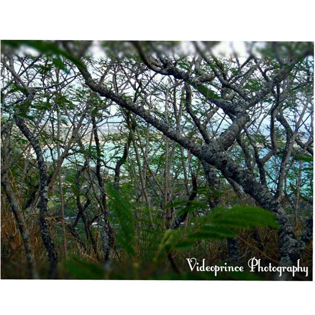 VIEW OF TREES IN THE FOREST