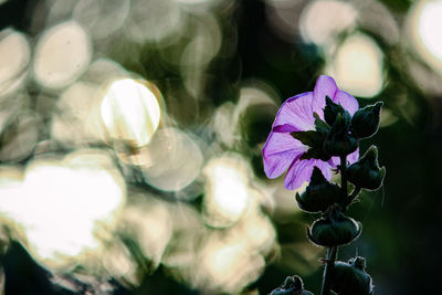 Close-up of purple flowering plant