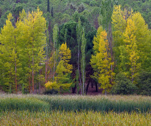 Pine trees in forest during autumn