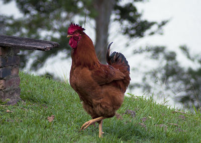 Close-up of rooster on field