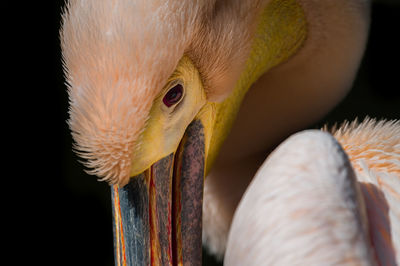 Close-up of pelican