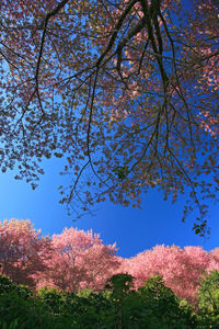 Low angle view of cherry blossoms against sky