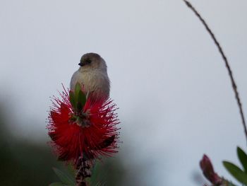 Close-up of bird perching on flower