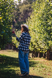 Woman picking apple from the tree on the farm, warm light, fall harvest