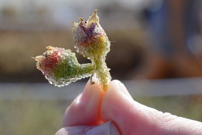 Close-up of hand holding flower against blurred background