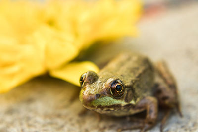 Close-up of frog on leaf