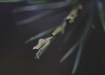 Close-up of grasshopper