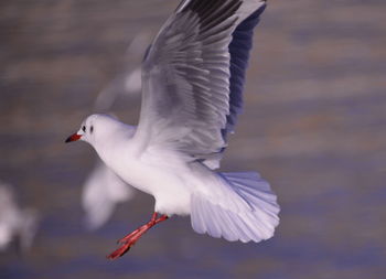 Close-up of seagull flying