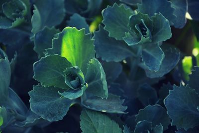 Close-up of green leaves on plant