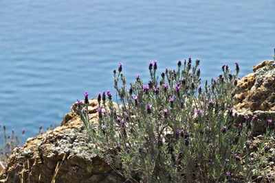 Close-up of purple flowering plants by rocks