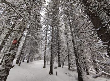 Snow covered trees in forest