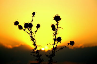 Low angle view of silhouette tree against orange sky