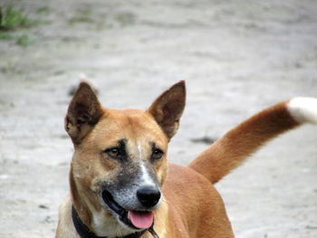 Close-up portrait of dog on land