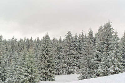 Snow covered trees against sky