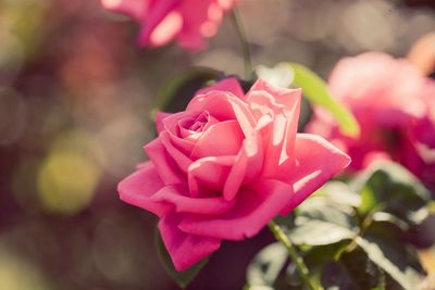 Close-up of pink rose