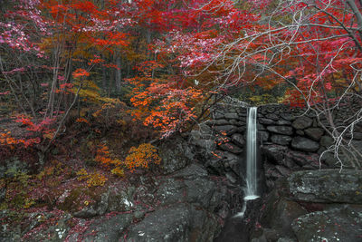 Trees growing in forest during autumn