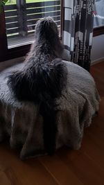 Rear view of dog relaxing on hardwood floor