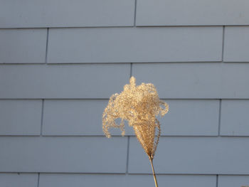 Close-up of dry leaves on wall