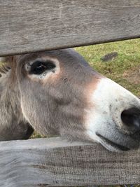 Close-up of a horse looking away