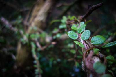 Close-up of fresh green plant in forest