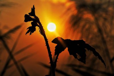 Close-up of silhouette plant against sky during sunset