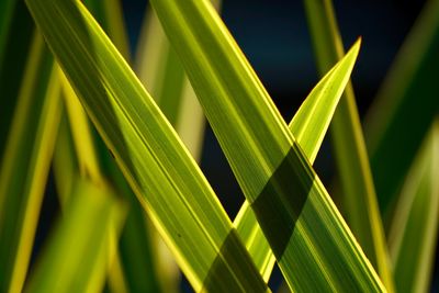 Close-up of green leaves