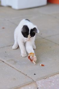 Dog with kitten