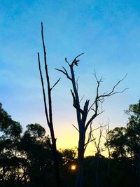 Low angle view of bare trees against sky at sunset