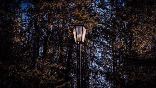 Low angle view of illuminated street light in forest