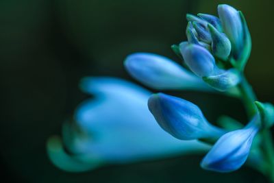Close-up of purple flower