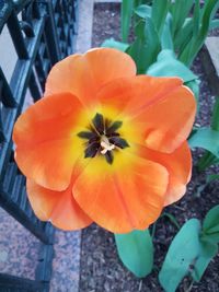 Close-up of orange flower blooming outdoors