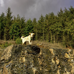 Golden retriever dog at play in snowdonia national park, wales uk