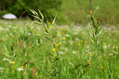 Close-up of plants growing on field