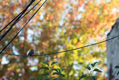 Low angle view of bird perching on tree