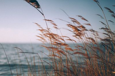 Close-up of grass against sky