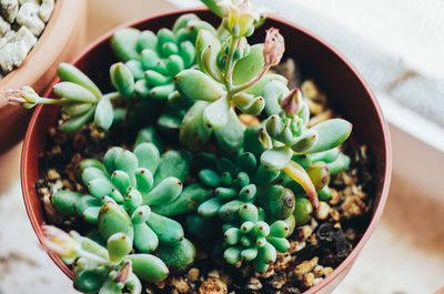 Close-up of succulent plant