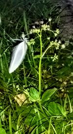 Close-up of flower growing in grass