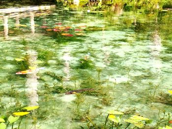 View of fish swimming in lake