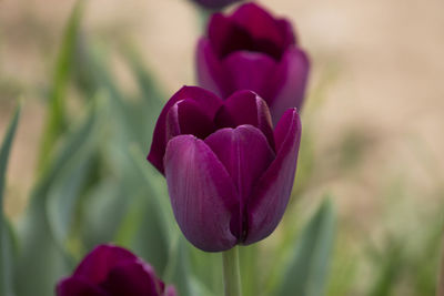 Close-up of pink flower blooming outdoors