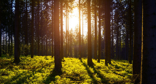 Trees in forest