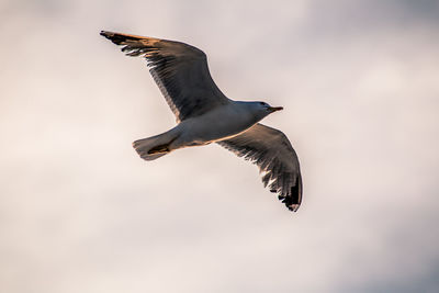 Low angle view of seagull flying
