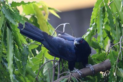 Close-up of bird perching on plant