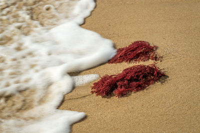 High angle view of seaweed on sand