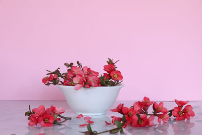 Red spring flowers in white bowl on marble table, pink background